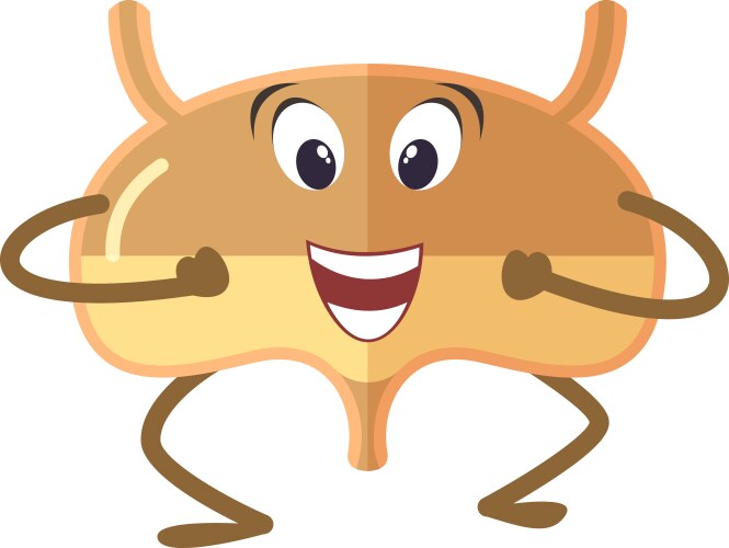 funny bladder character cute cartoon human organ vector image