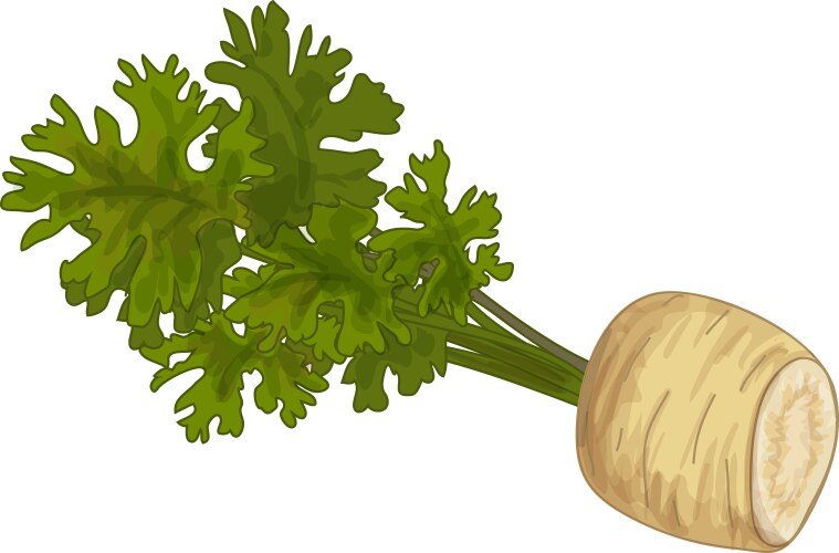 Fresh parsnip lying with green leaves vector image