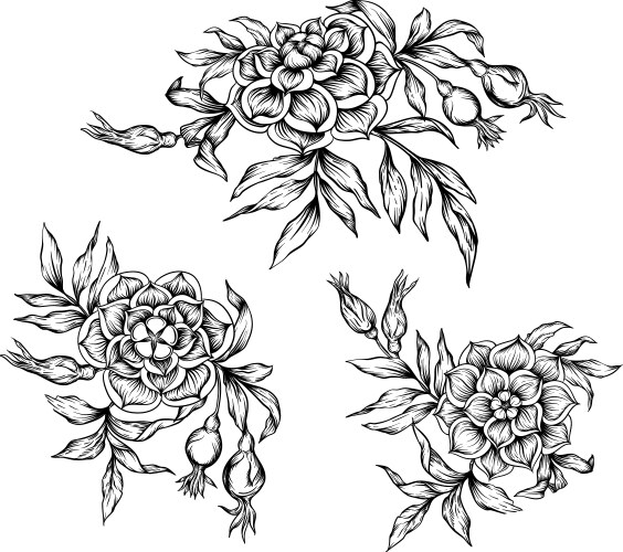 Vintage Rose Engraving Vector Image