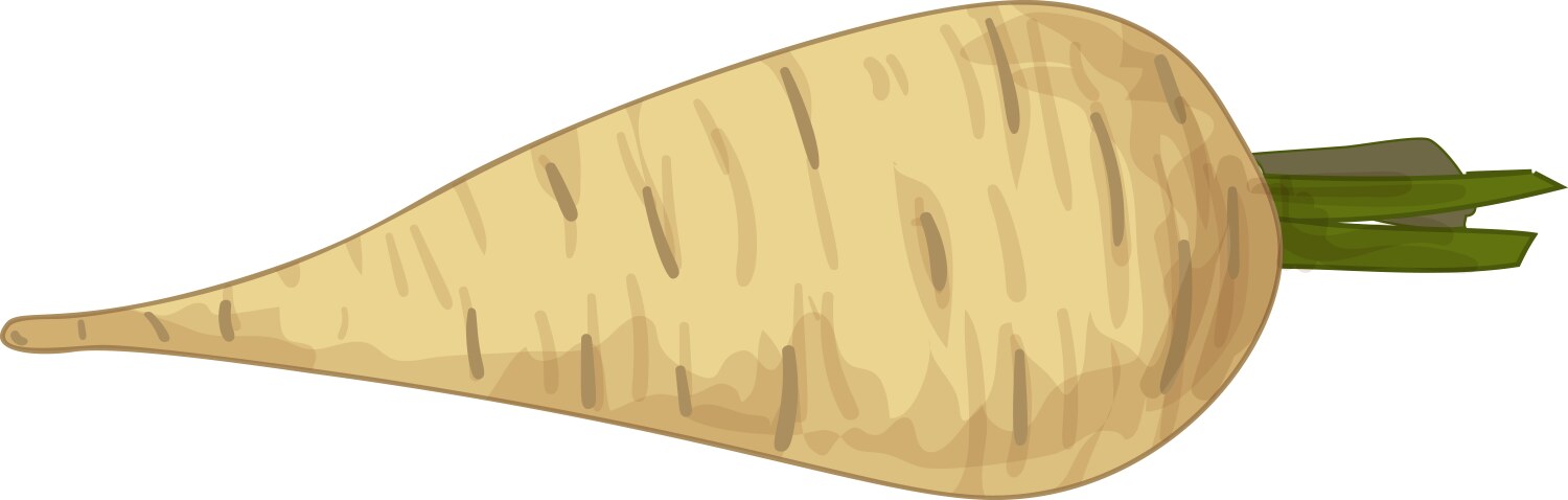 Single parsnip lying horizontally with green stem vector image