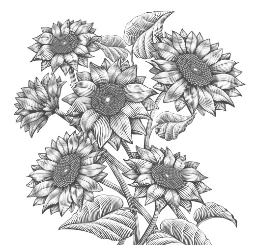 Sunflower black and white Vector Images & Graphics for Commercial Use ...