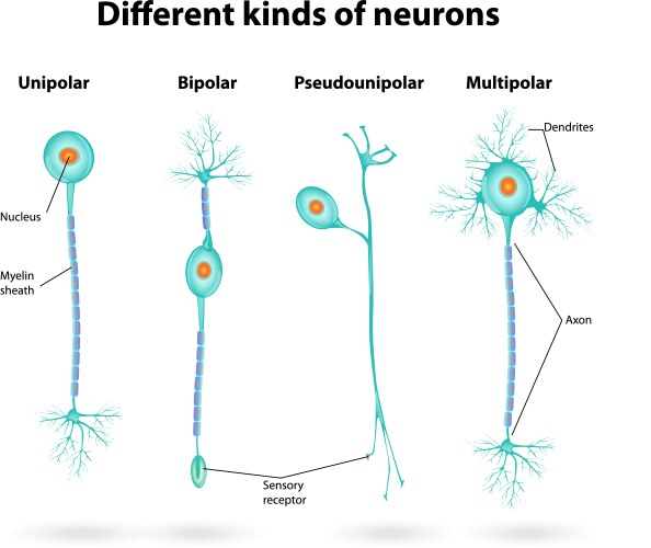Motor neuron Royalty Free Vector Image - VectorStock