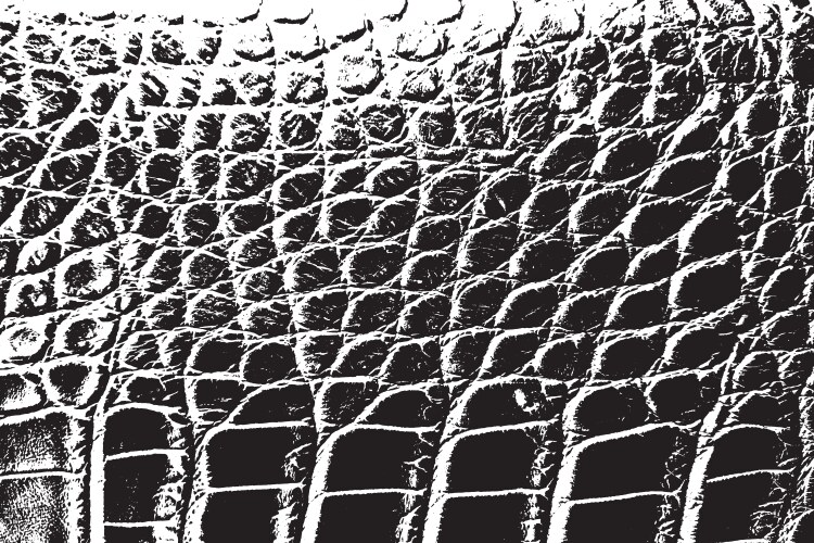 Skin of alligator Royalty Free Vector Image - VectorStock