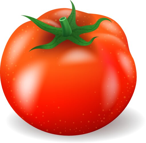 Red fresh tomato Royalty Free Vector Image - VectorStock