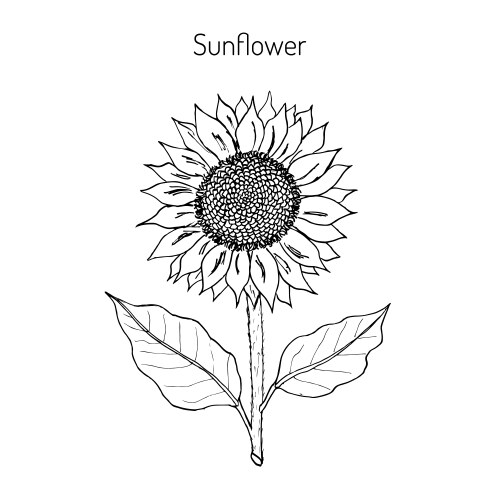 Vintage black outline ink pen sketch of sunflower Vector Image