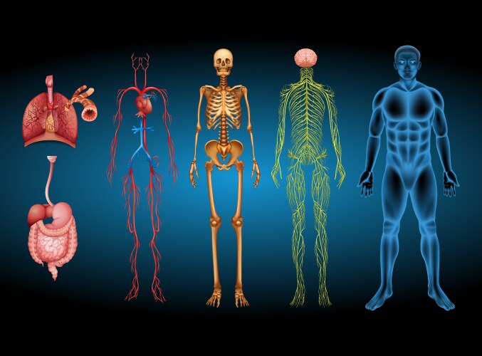 Human body systems Royalty Free Vector Image - VectorStock