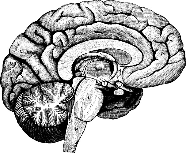 Vintage Brain Hemisphere Diagram Vector Image