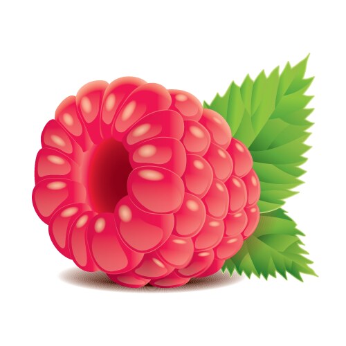 Rapsberry Vector Image Raspberry realistic icon Royalty Free Vector Image