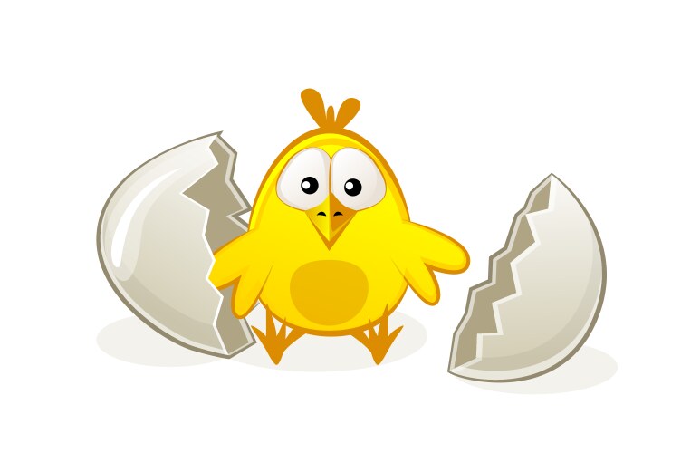 cute newborn chicken in egg broken vector image