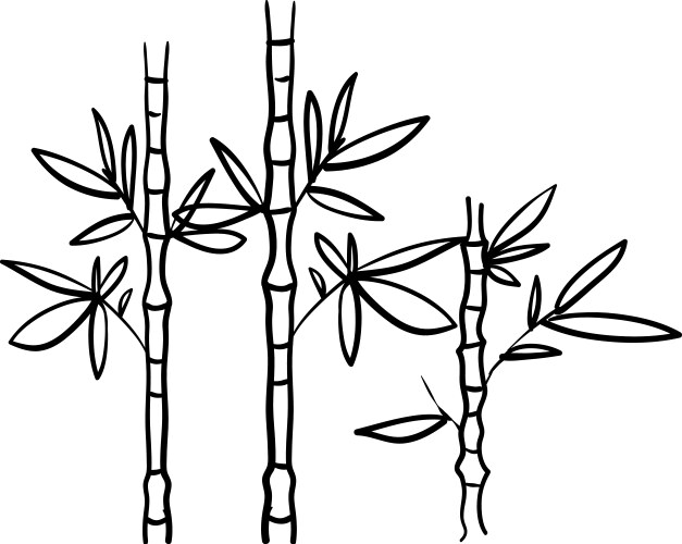 handdrawn bamboo plant doodle style isolated vector image