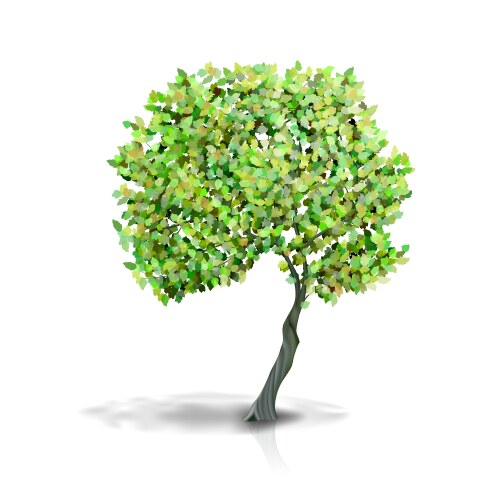 Realistic tree with leaves Royalty Free Vector Image