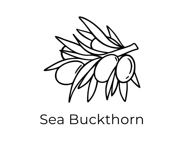 Sea Buckthorn Icon - Hand Drawn Vector Image