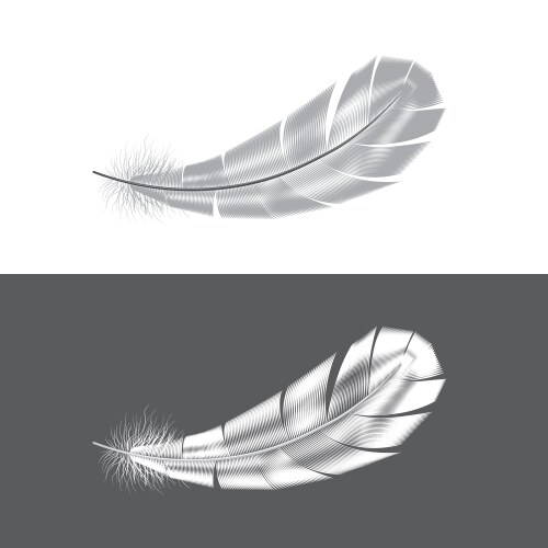 Black feathers on white background Royalty Free Vector Image