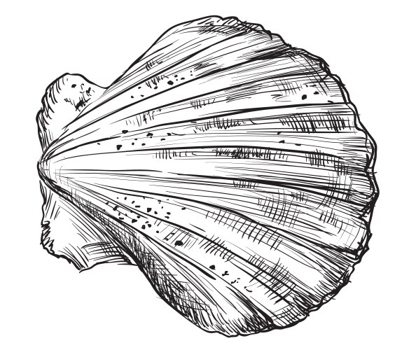 Seashell Sketch - White Background Vector Image