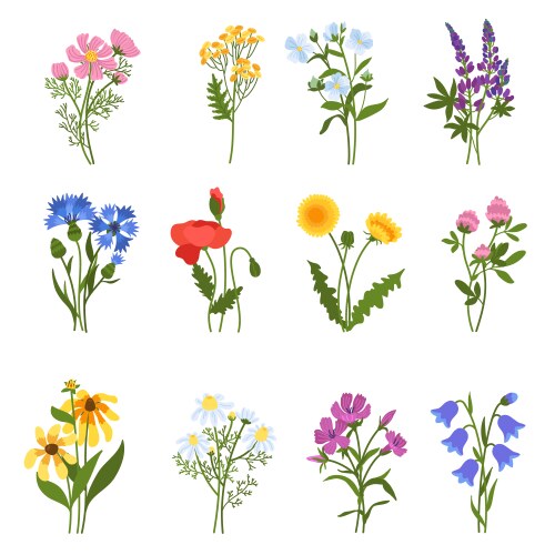 Colorful Meadow Wildflowers Vector Image