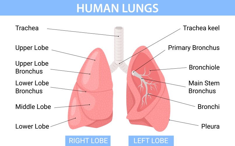 human lungs flat infographics vector