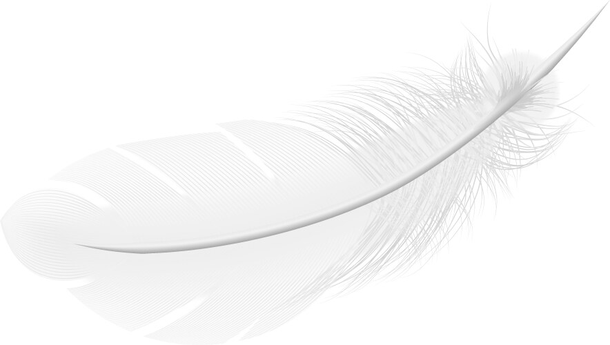 Blue birds feather Royalty Free Vector Image - VectorStock