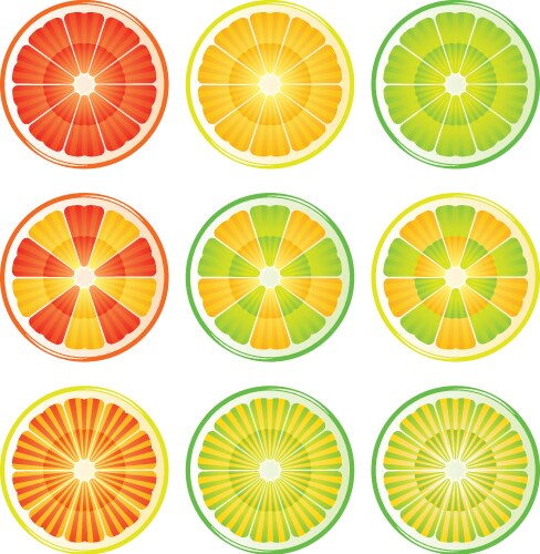 Colorful citrus slices Royalty Free Vector Image