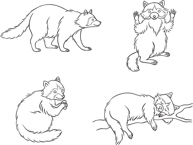Contoured Raccoon Sketches Vector Image