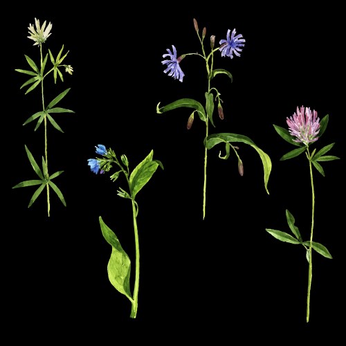 Watercolor Wildflower Sketch Vector Image