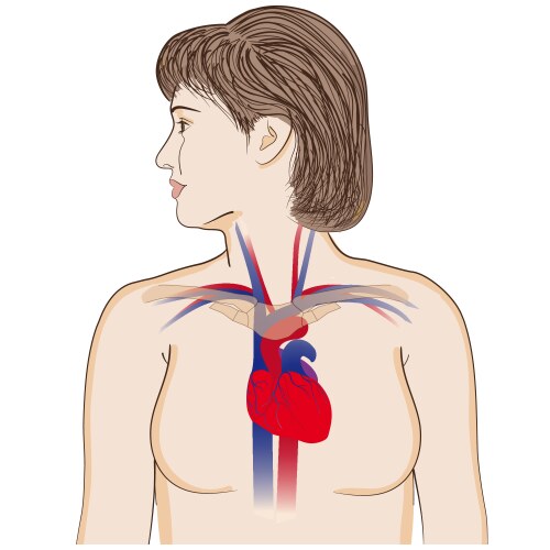 heart location in the chest vector image