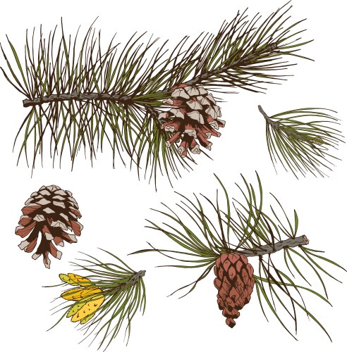 Hand drawn spruce branches and cones Royalty Free Vector