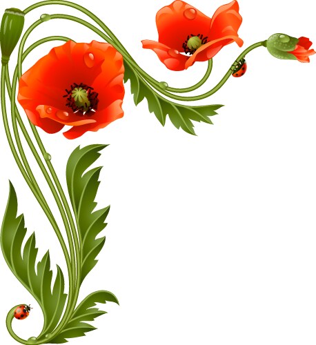 Red Poppy Corner Pattern with Ladybug Vector Image