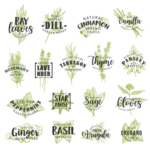 Herb & Spice Lettering Collection Vector Image