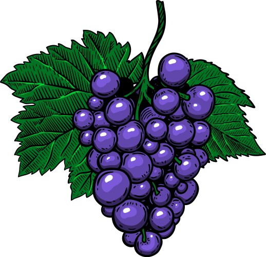 Grape branch on white background design element vector image