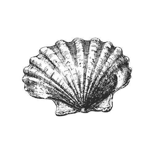 Detailed Seashell Sketch Vector Image