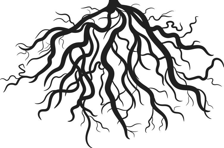 Simple Root Outline Set roots outline plants Royalty Free Vector Image