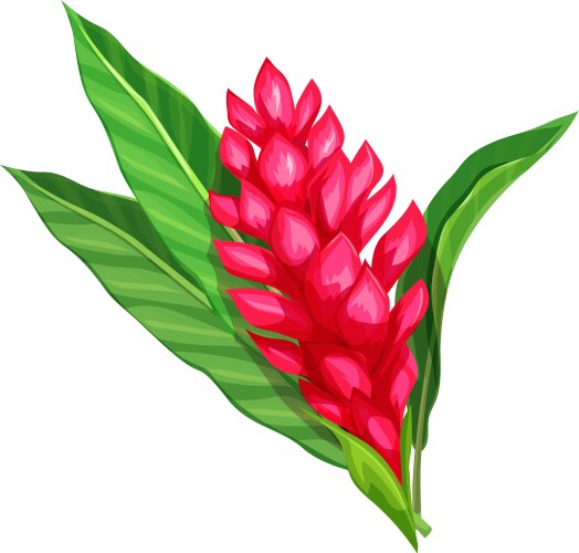 Red ginger flower Royalty Free Vector Image - VectorStock