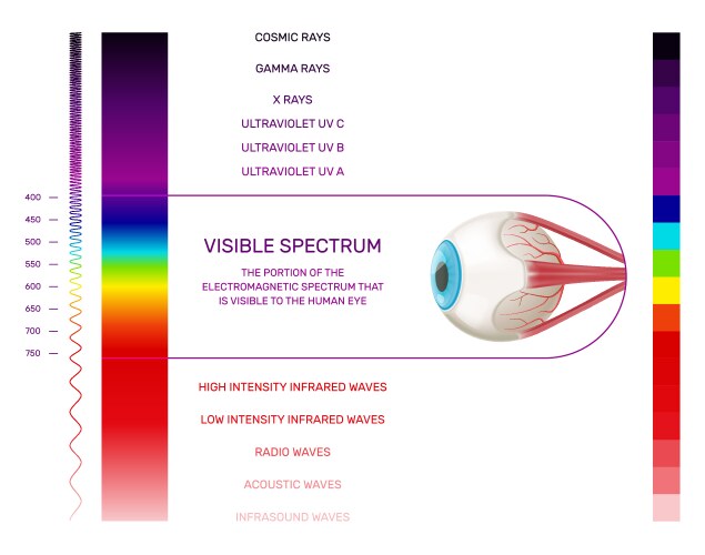 Visible light spectrum infographics vector image