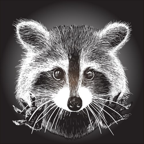 Cute Raccoon Sketch Vector Image