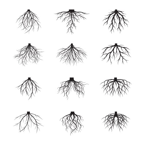 Tree roots set Royalty Free Vector Image - VectorStock