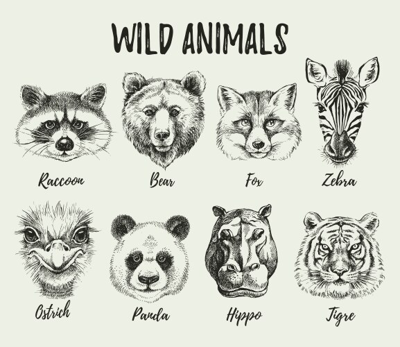 Cute Animal Head Sketch Set Vector Image