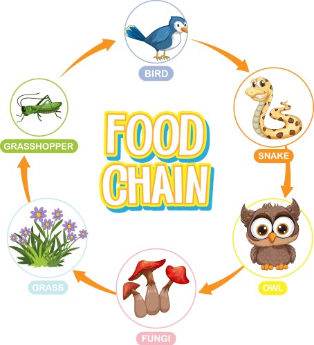 Depicts energy flow through a food chain Vector Image Biology Diagrams