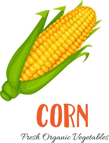 Cartoon Corn Fruit Clip Art Royalty Free Vector Image
