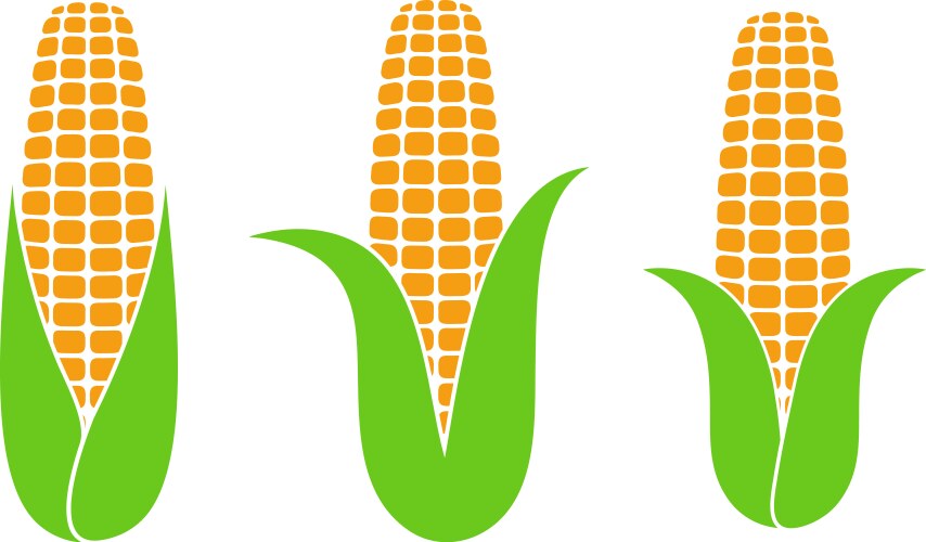 corn vector image