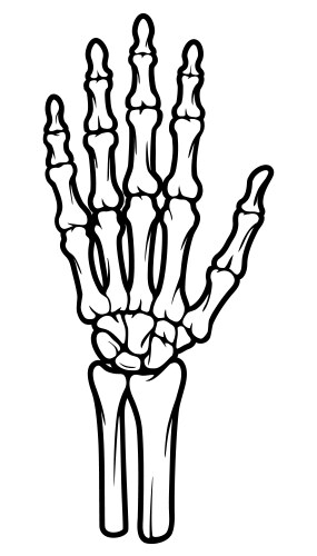 Skeleton Hand Anatomy Vector Image