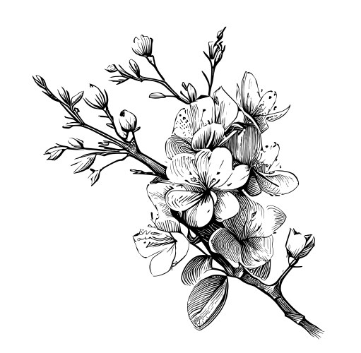 Cherry blossom sketch hand drawn in doodle style Vector Image