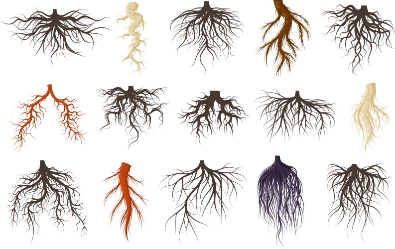 Tree roots set Royalty Free Vector Image - VectorStock