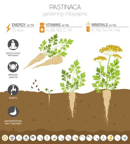 pastinaca beneficial features graphic template vector