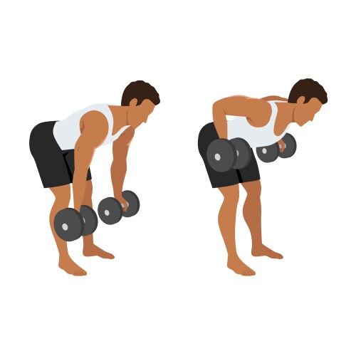 Man doing dumbbell bent over reverse flyes Vector Image