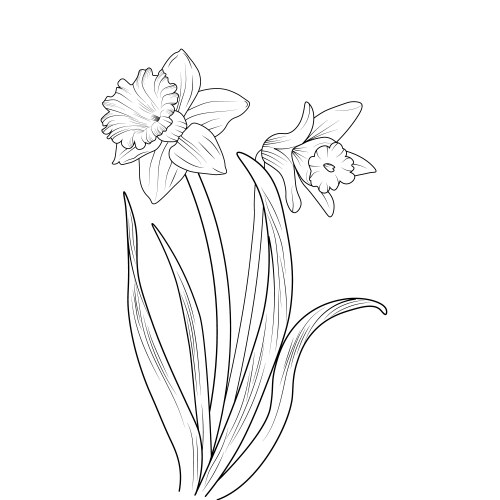 Pencil realistic daffodil flower drawing Vector Image