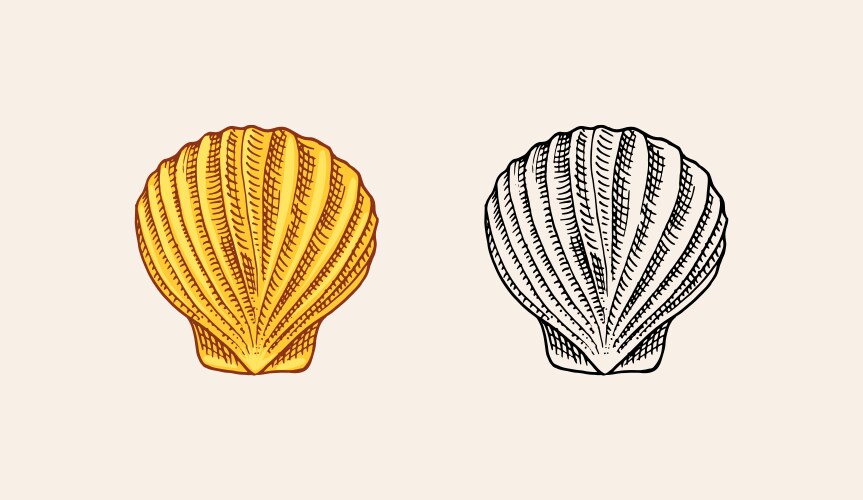 Engraved Seashells - Vintage Sketch Vector Image