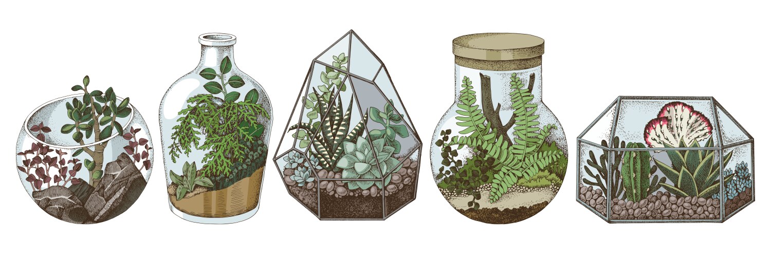 Hand-Drawn Terrarium Collection Vector Image
