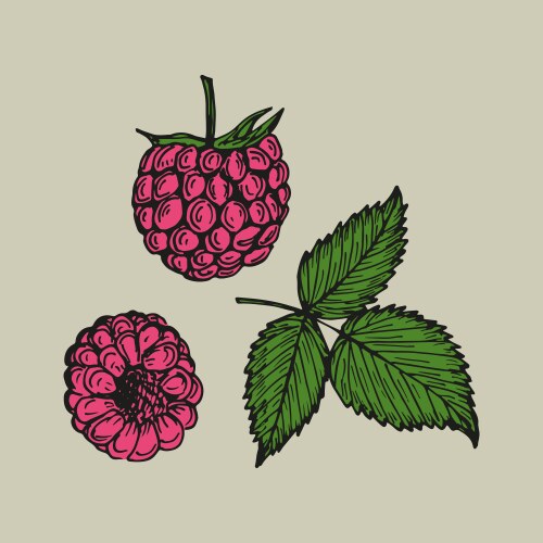 Raspberry sketch outline set in color simple vector image