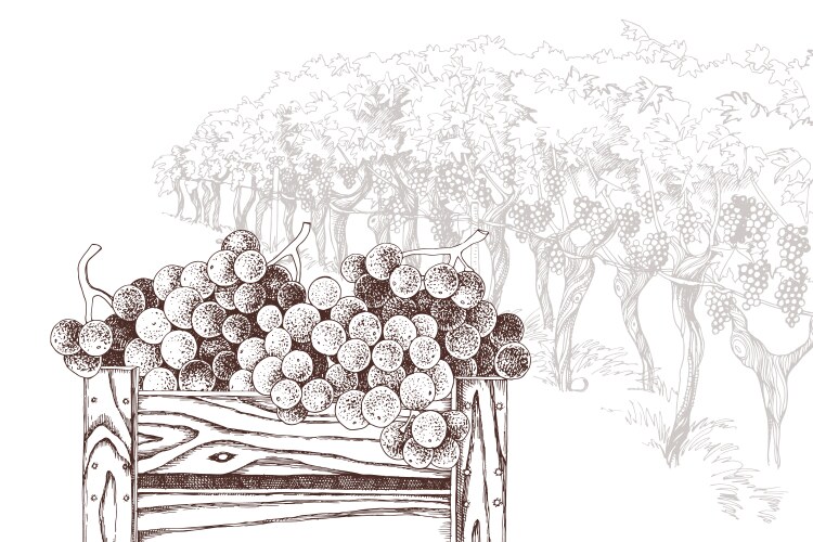 Sweet grapes in wooden crate at vineyard back Vector Image