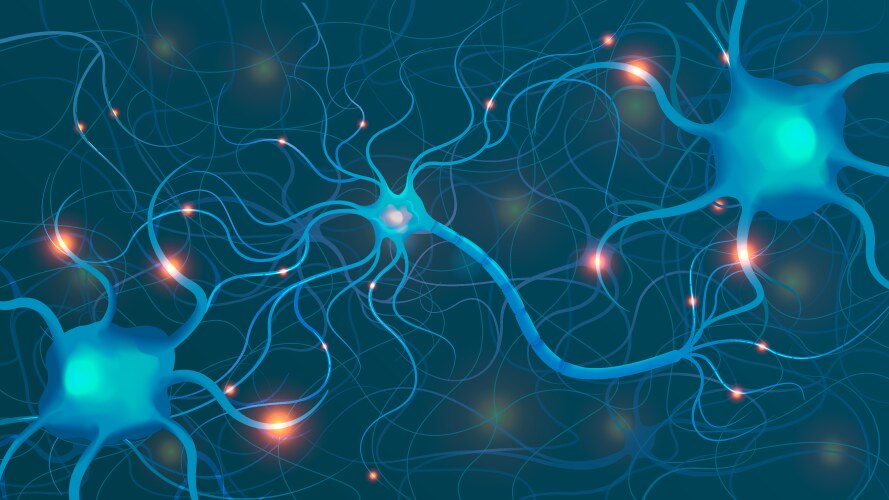 Neuron anatomy diagram composition Royalty Free Vector Image